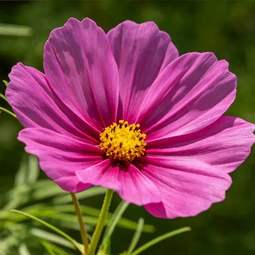 Purple red single petal Cosmos Seeds - Verdseeds