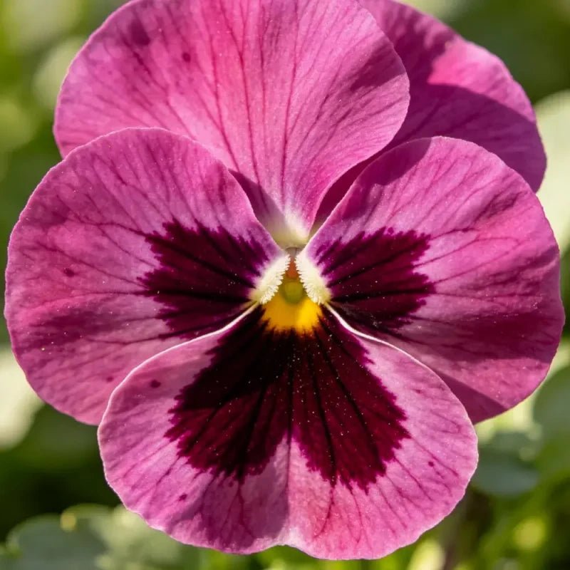 Purple Red with Spots Viola Seeds - Verdseeds