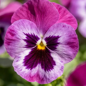Purple Red with Spots Viola Seeds - Verdseeds