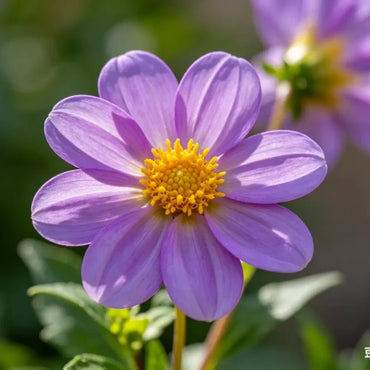 Purple Single Petal Mini Dahlia Seeds - Verdseeds