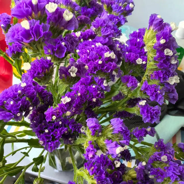 Purple Statice Seeds - Verdseeds
