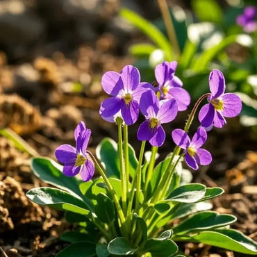 Purple Violet Seeds - Verdseeds