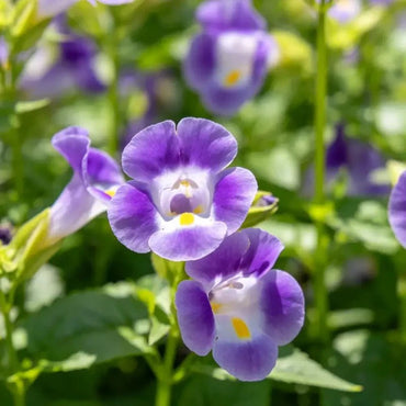 Purple Wishbone Flower Seeds - Verdseeds