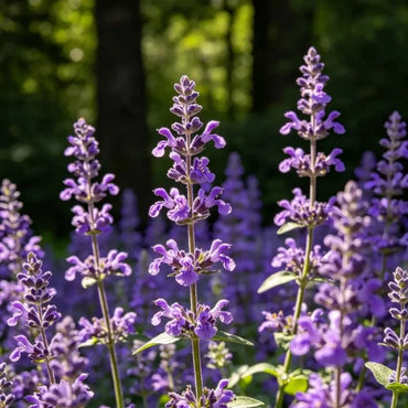 Purple Woodland Sage Seeds - Verdseeds