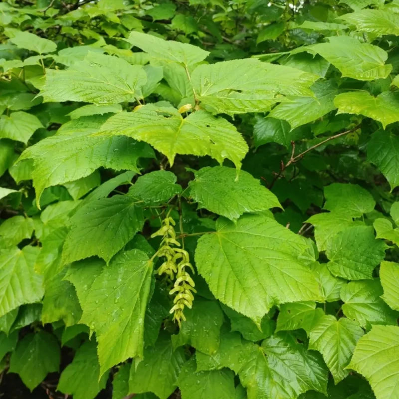 David's Maple Seeds