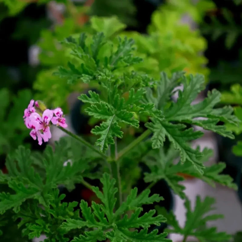 Mosquito Plant Seeds
