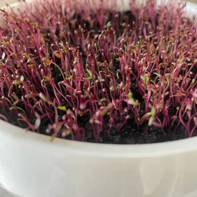 Red Amaranth Seedlings Seeds - Verdseeds