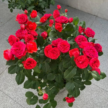 Red Apple Garden Rose Seeds - Verdseeds