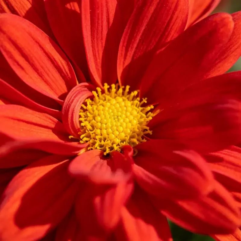 Red Aster Seeds - Verdseeds