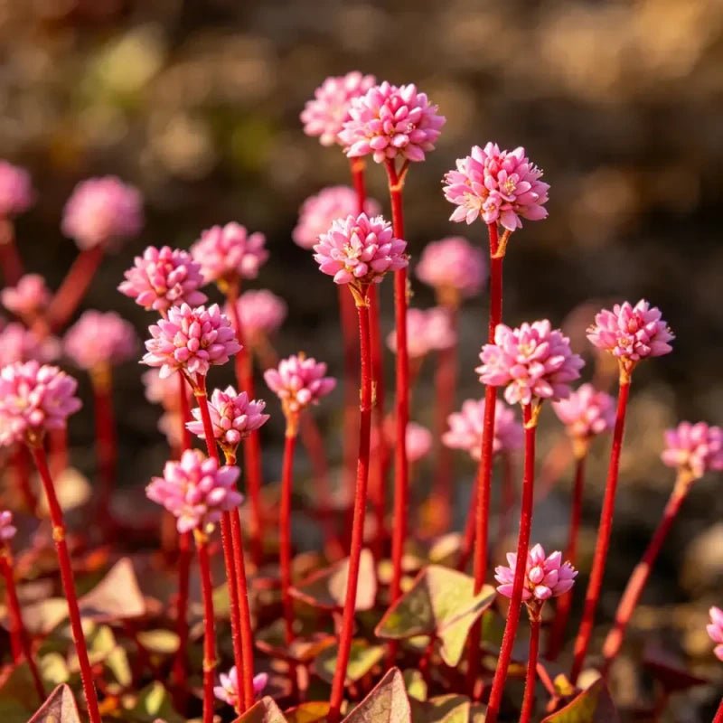 Red Buckwheat Seeds - Verdseeds