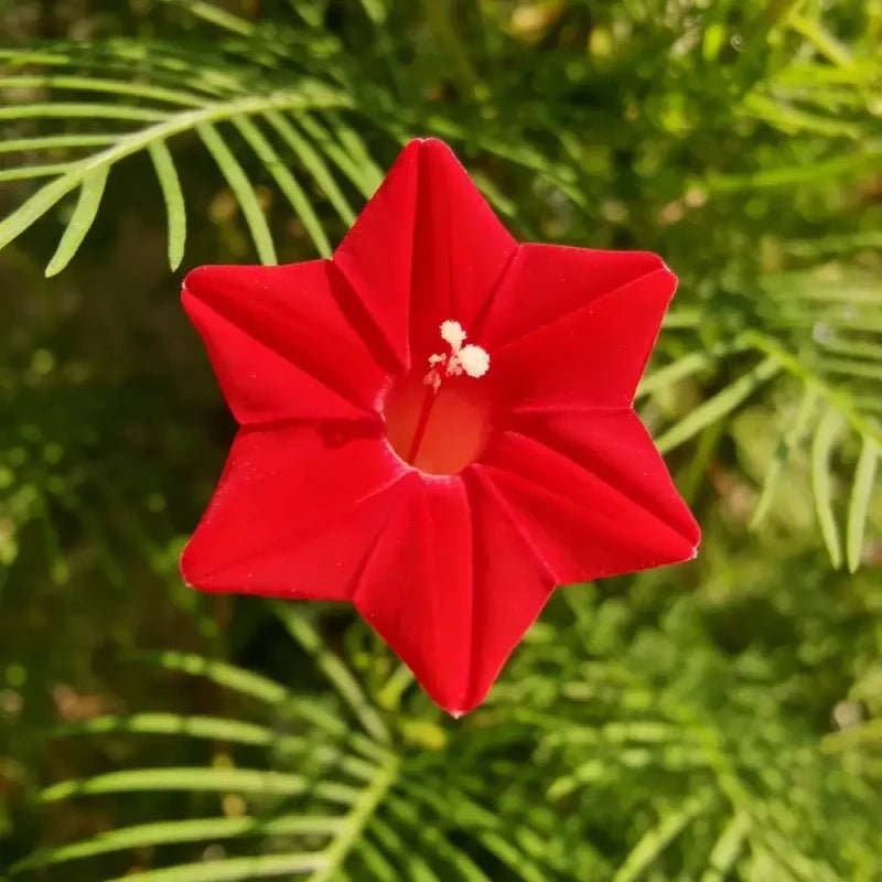 Red Cardinal Climber Seeds - Verdseeds