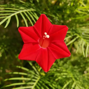 Red Cardinal Climber Seeds - Verdseeds