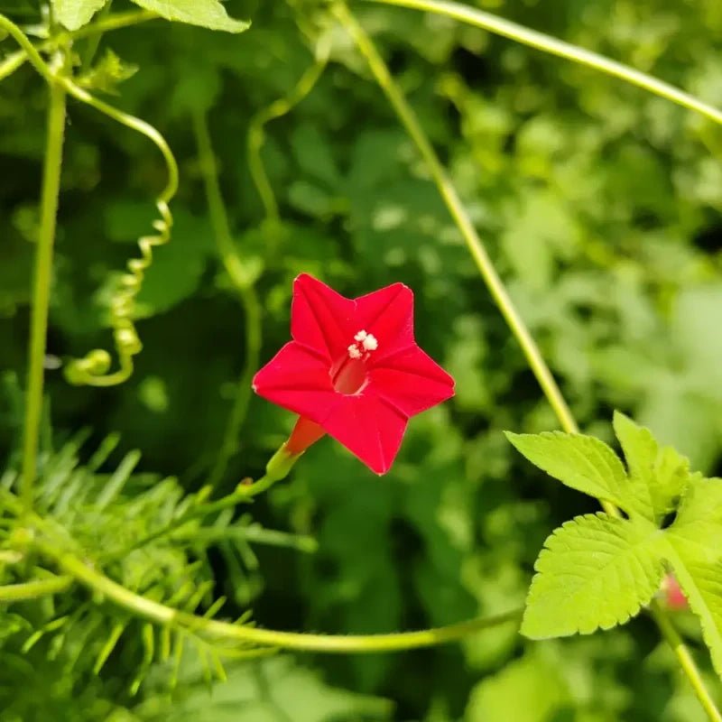 Red Cardinal Climber Seeds - Verdseeds