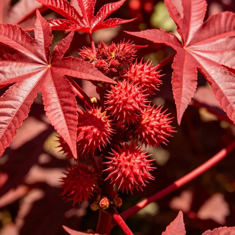 Red Castor Bean Seeds - Verdseeds