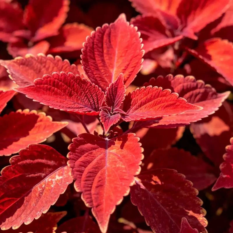 Red Coleus Seeds - Verdseeds