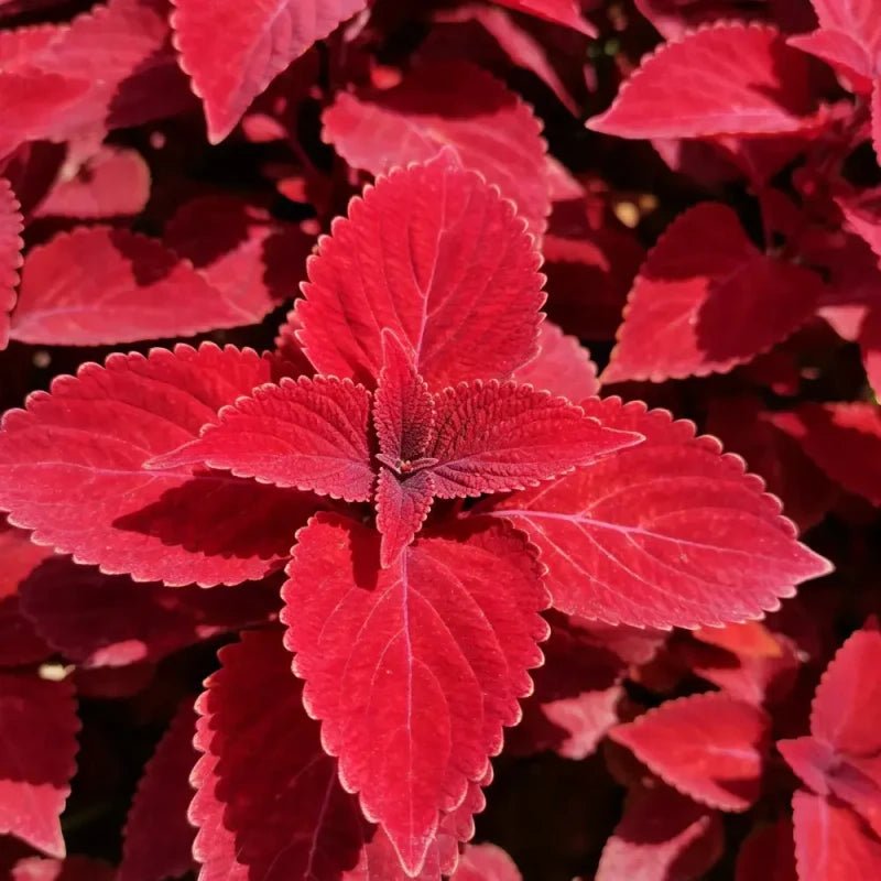 Red Coleus Seeds - Verdseeds