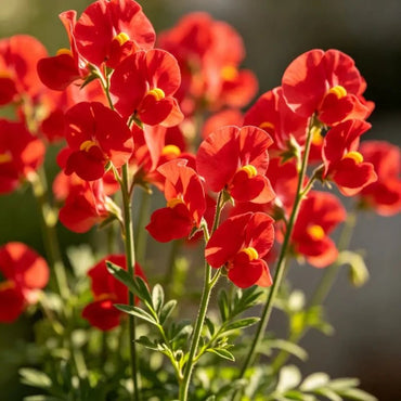 Red Cut Flower Sweet Pea Seeds - Verdseeds