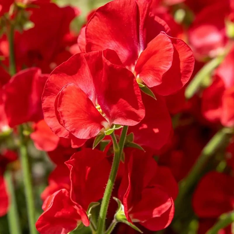 Red Cut Flower Sweet Pea Seeds - Verdseeds