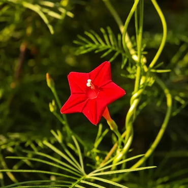 Red Cypress Vine Seeds - Verdseeds