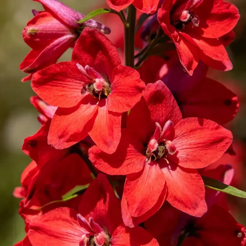 Red Delphinium Seeds - Verdseeds