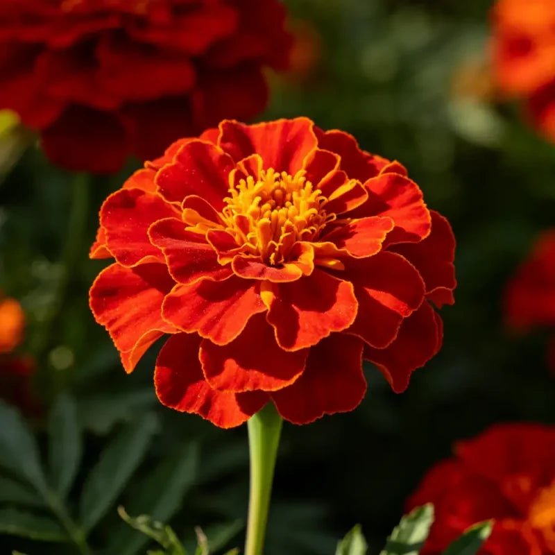 Red Double Petals Sulfur Cosmos Seeds - Verdseeds
