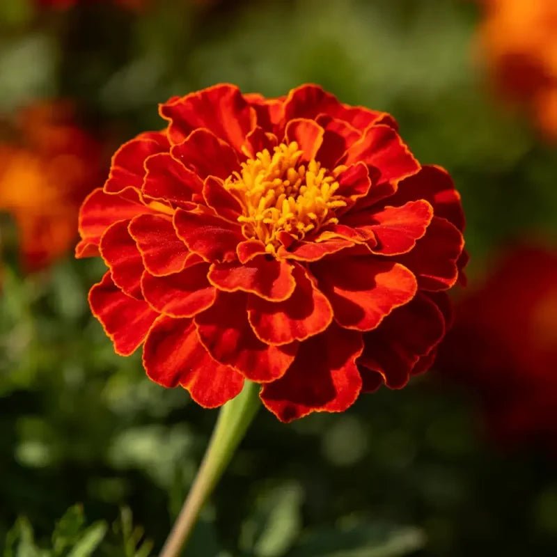 Red Double Petals Sulfur Cosmos Seeds - Verdseeds