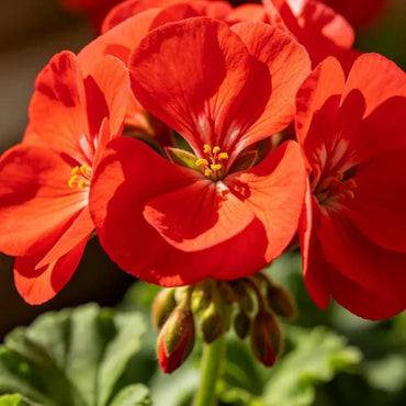 Red Geranium Seeds - Verdseeds