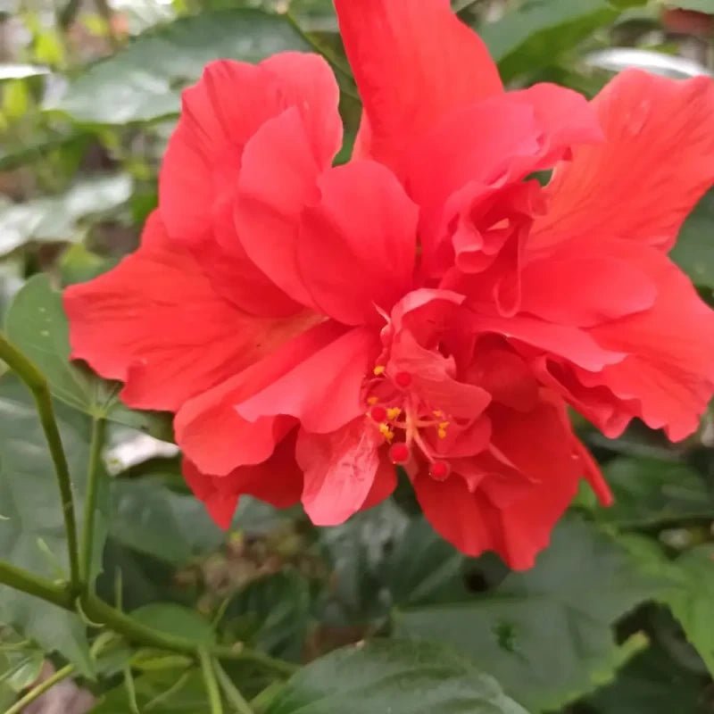 Red Hibiscus Seeds - Verdseeds