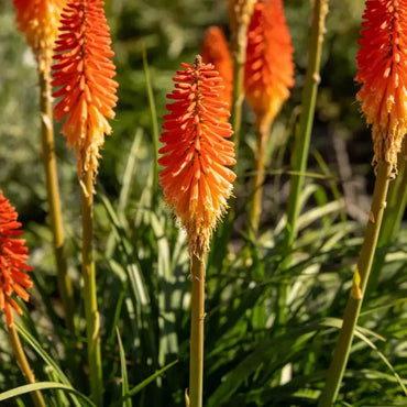 Red Hot Poker Seeds - Verdseeds