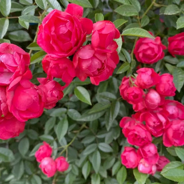 Red Lady Banks' Rose Seeds - Verdseeds