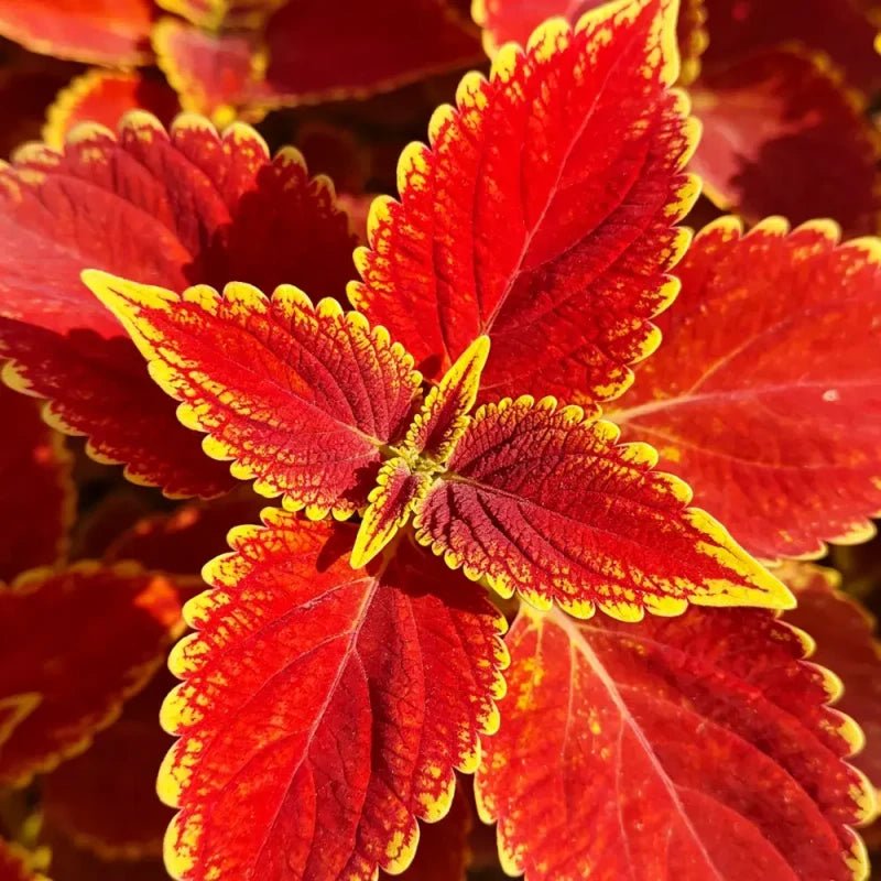 Red Leaves with Yellow Edges Coleus Seeds - Verdseeds