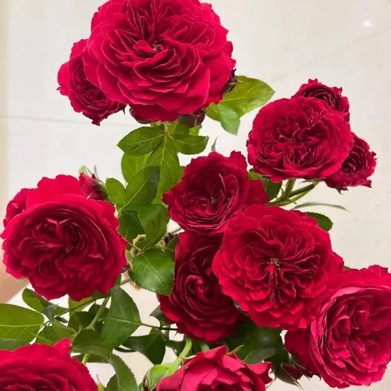 Red Leonardo da Vinci Rose Seeds - Verdseeds