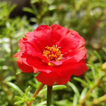Red Maiden Pink Seeds - Verdseeds