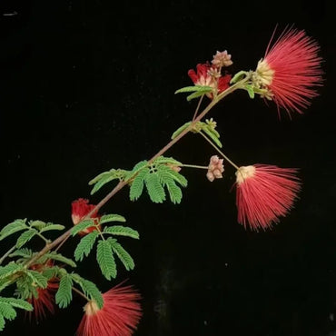 Red Mimosa Tree Seeds - Verdseeds
