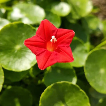 Red Morning Glory Seeds - Verdseeds