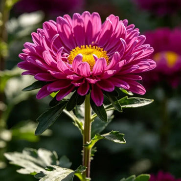 Red New York Aster Seeds - Verdseeds