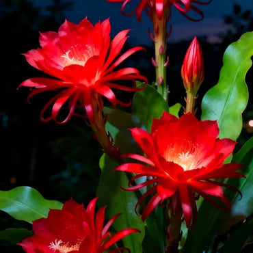 Red Night-Blooming Cereus Seeds - Verdseeds