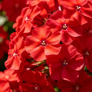 Red Phlox Seeds - Verdseeds