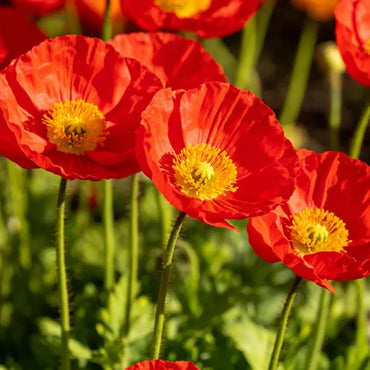 Red Poppy Seeds - Verdseeds