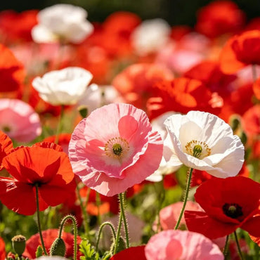 Red series mixed Poppy Seeds - Verdseeds