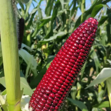 Red Waxy Sweet Corn Seeds - Verdseeds