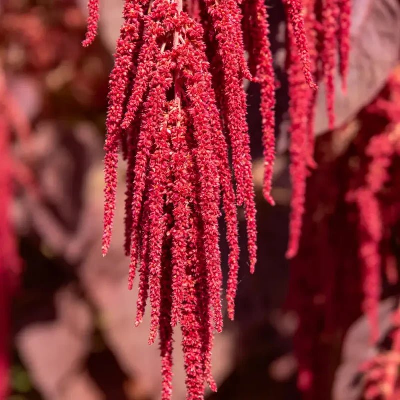 Red Whip Love Lies Bleeding Seeds - Verdseeds