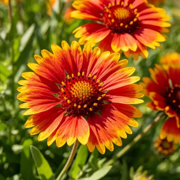 Red Yellow Gaillardia Seeds - Verdseeds