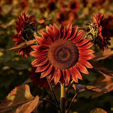 Reddish brown Sunflower Seeds - Verdseeds