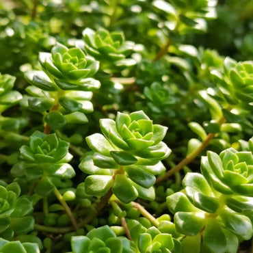 Reflexed Stonecrop Seeds - Verdseeds