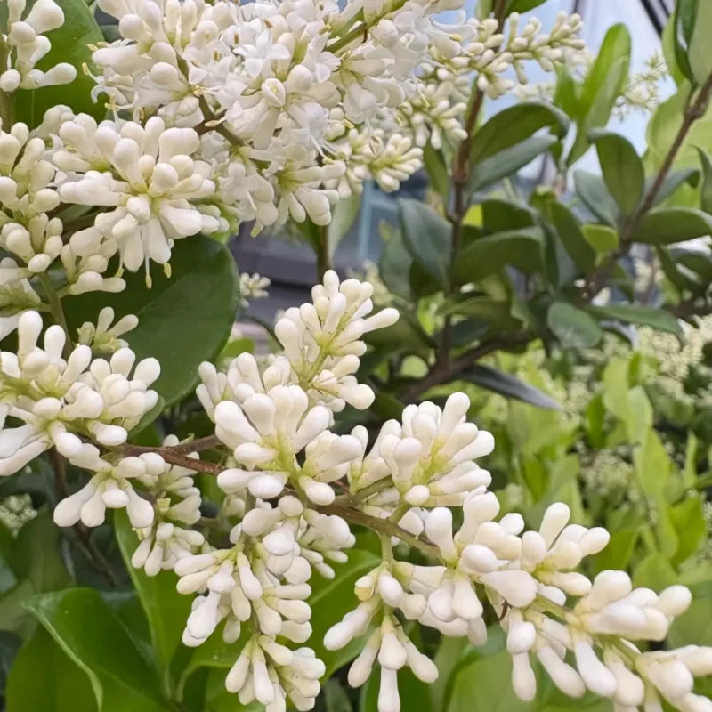 Japanese Privet Seeds
