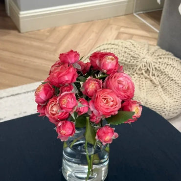 Romantic Pepita Garden Rose Seeds - Verdseeds