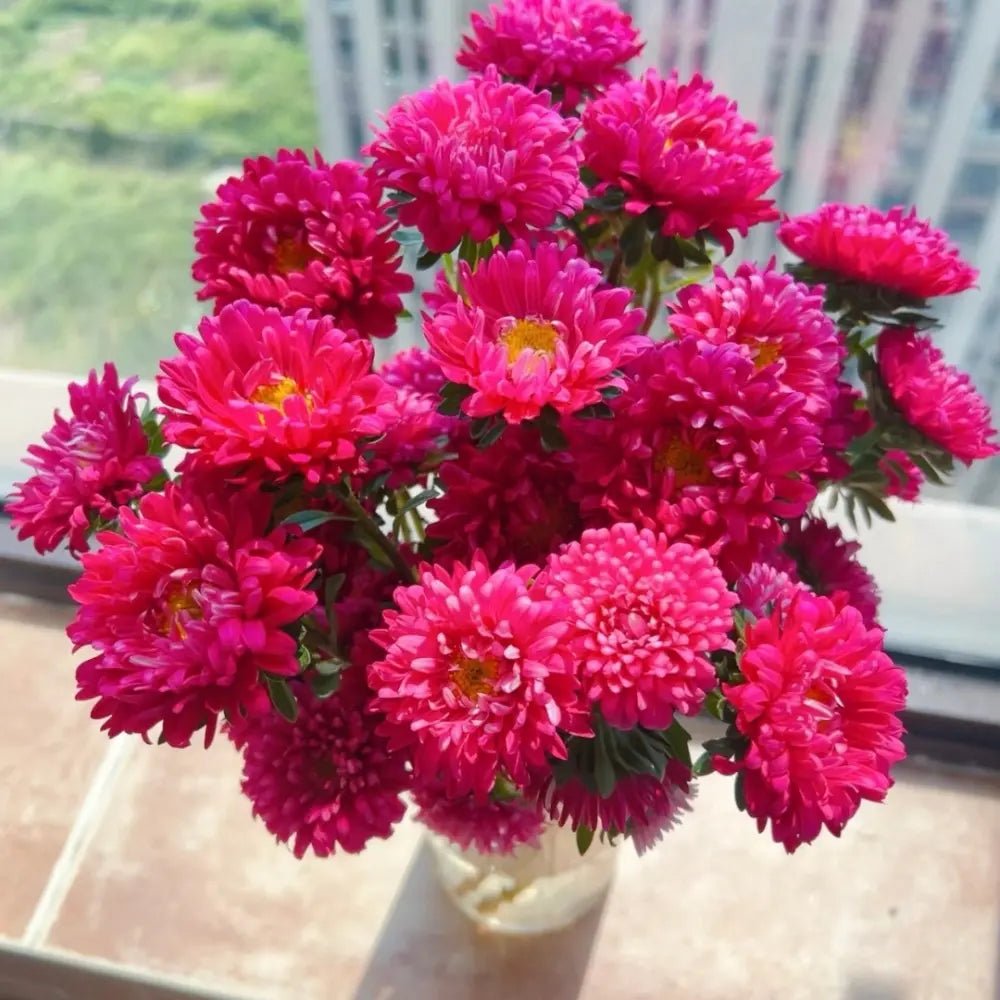 Rose Color China Aster Seeds - Verdseeds