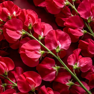 Rose Red Cut Flower Sweet Pea Seeds - Verdseeds