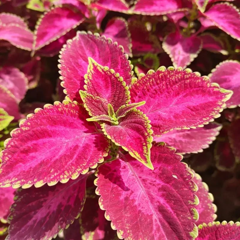 Rose Red Green Border Coleus Seeds - Verdseeds